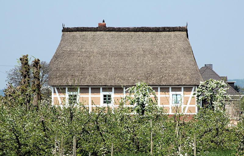 2960_8461 Reetdachhaus zwischen bluehenden Obstbaeumen - Altes Land. | Fruehlingsfotos aus der Hansestadt Hamburg; Vol. 2